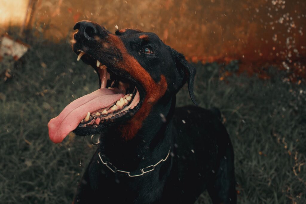 Doberman with mouth open baring teeth