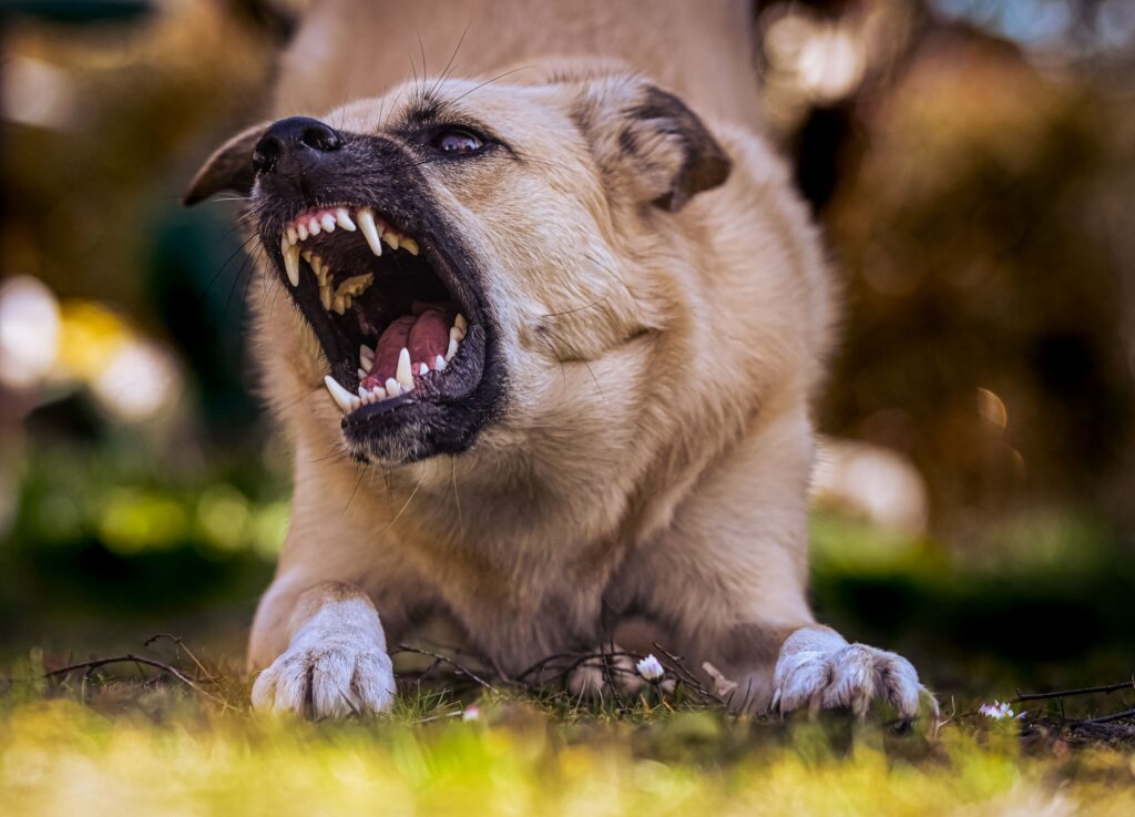 Tan dog looking aggressive with teeth bared outside