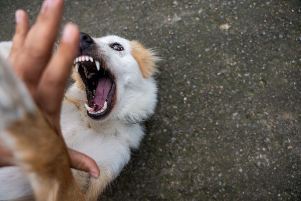 Tan and white dog on the ground with teeth showing about to bite person's hand