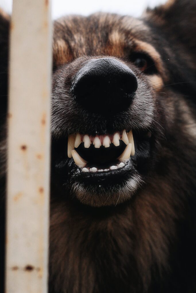 Close-Up Shot of Dog Showing Teeth