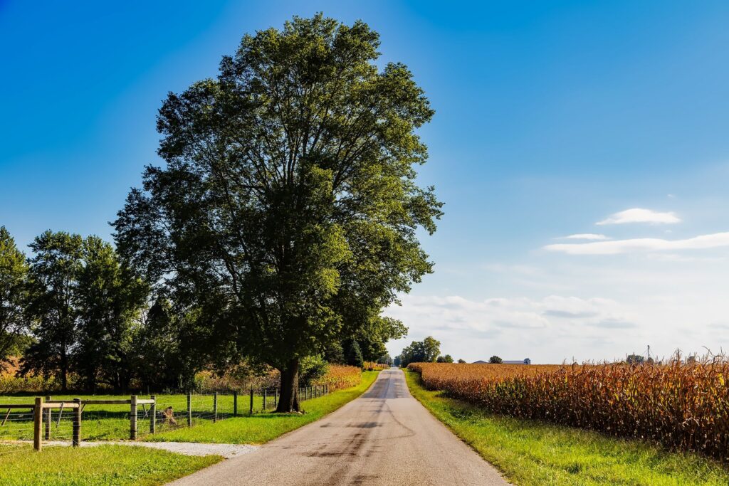 Rural Indiana road with big tree and farm fields on either side