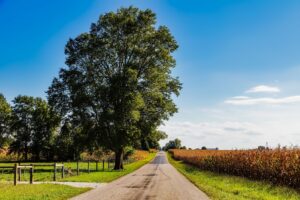 Rural Indiana road with big tree and farm fields on either side